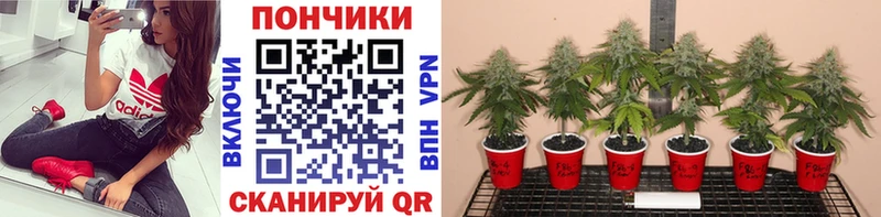 Бошки марихуана ГИДРОПОН  Баксан 